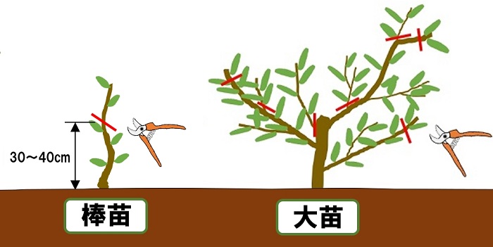 カボスの育て方総まとめ 初心者が家庭菜園で実らせるまでの準備と手順 かぼすをゴクゴク