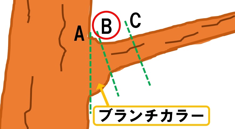 剪定ではブランチカラーを残して切り口を守ろう 癒合促進剤も忘れずに かぼすをゴクゴク