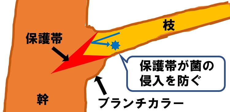 剪定ではブランチカラーを残して切り口を守ろう 癒合促進剤も忘れずに かぼすをゴクゴク